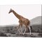 Pop of Color Lone Giraffe by Color Me Happy 20" x 16" Canvas Wall Art